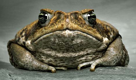 A picture of a cane toad, epitomizing 