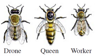 Three kinds of bees, beecause we